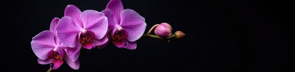 Obraz premium Delicate violet phalaenopsis branch, black backdrop, botanical, branch, closeup