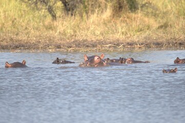 Hippopotamus in wild savanna , Animal of africa