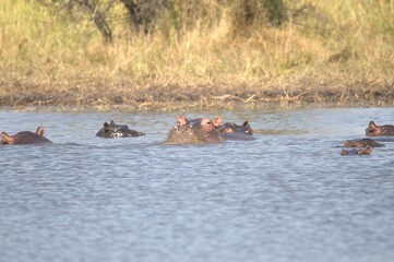 Hippopotamus in wild savanna , Animal of africa