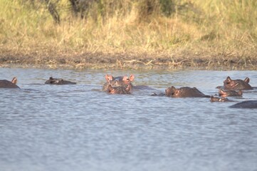 Hippopotamus in wild savanna , Animal of africa