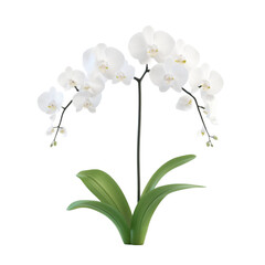 Obraz premium White orchids in a green pot against a striped background a beautiful floral image