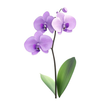recommend clip art: Purple orchids floral design with colorful lines background