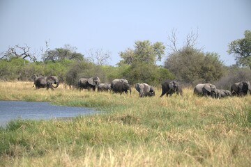 Elephant in wild savanna , Animal of africa