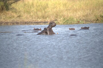 Fototapeta premium Hippopotamus in wild savanna , Animal of africa