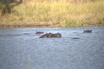 Fototapeta premium Hippopotamus in wild savanna , Animal of africa
