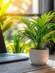 Potted plant on a desk near a laptop