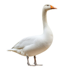 White domestic goose standing, isolated on transparent background