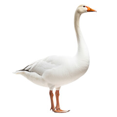 Obraz premium White domestic goose standing, isolated on transparent background