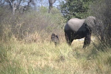 Elephant in wild savanna , Animal of africa