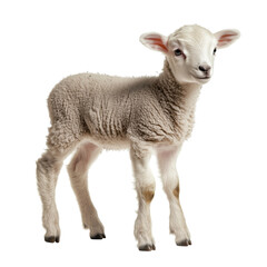 Fototapeta premium Side view of a tiny baby lamb standing, looking slightly left, cut out and isolated on a transparent background 