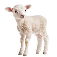 Obraz premium Side view of a tiny baby lamb standing, looking slightly left, cut out and isolated on a transparent background 