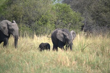 Elephant in wild savanna , Animal of africa