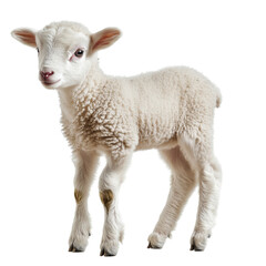 Fototapeta premium Side view of a tiny baby lamb standing, looking slightly left, cut out and isolated on a transparent background 