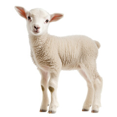 Fototapeta premium Side view of a tiny baby lamb standing, looking slightly left, cut out and isolated on a transparent background 