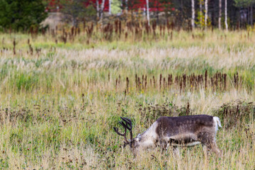 Reindeers in Autumn in Lapland, Northern Finland. Europe