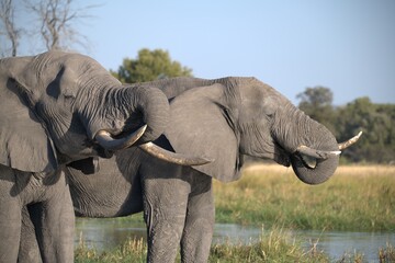 Fototapeta premium Elephant in wild savanna , Animal of africa
