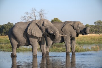 Elephant in wild savanna , Animal of africa