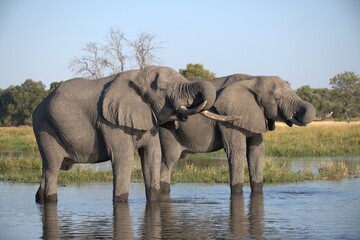 Fototapeta premium Elephant in wild savanna , Animal of africa