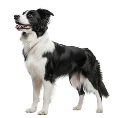 white and black border collie, side view, isolated on transparent background, no shadow, farm animal cut out