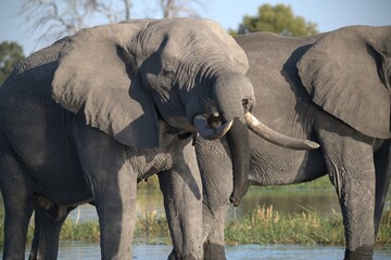 Elephant in wild savanna , Animal of africa