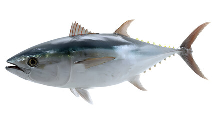 Fototapeta premium tuna fish on transparent