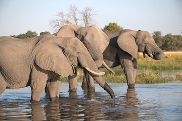 Elephant in wild savanna , Animal of africa