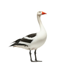 Obraz premium white goose, side view, isolated on transparent background, no shadow, baby farm animal cut out 