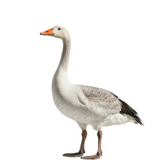 Obraz premium white goose, side view, isolated on transparent background, no shadow, baby farm animal cut out 