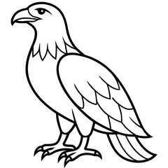 Bold Eagle Line Drawing Illustration