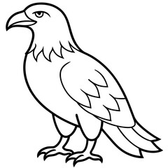 Bold Eagle Line Drawing Illustration