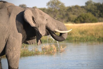 Elephant in wild savanna , Animal of africa