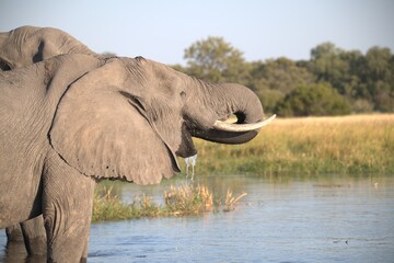 Elephant in wild savanna , Animal of africa