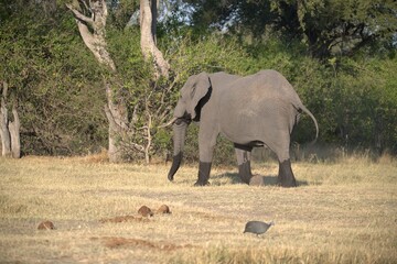 Naklejka premium Elephant in wild savanna , Animal of africa