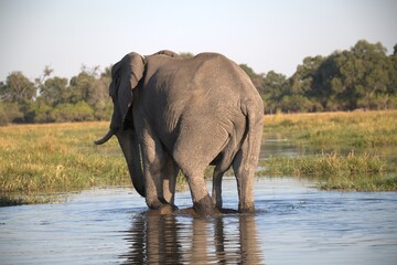 Naklejka premium Elephant in wild savanna , Animal of africa