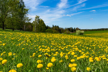 Fototapeta premium Field with yellow dandelions. Spring landscape.