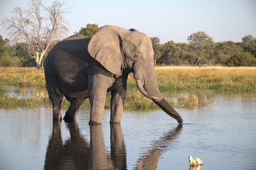 Elephant in wild savanna , Animal of africa