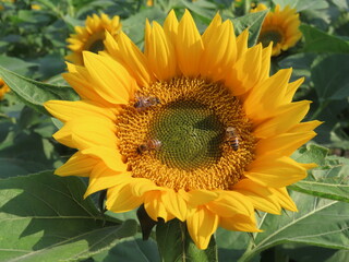 Obraz premium Closeup of a sunflower and three bees on it. Sunflower and bees.