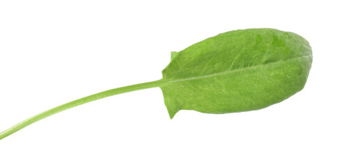 Obraz premium One fresh green sorrel leaf isolated on white