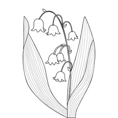 Blooming Lily of the Valley Spring Flower Outline