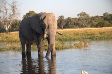Elephant in wild savanna , Animal of africa