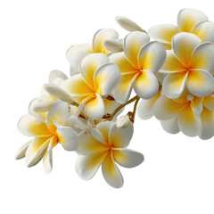 Plumeria Flowers Branch, Close-Up View of Fragrant White and Yellow Blossoms