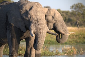 Fototapeta premium Elephant in wild savanna , Animal of africa