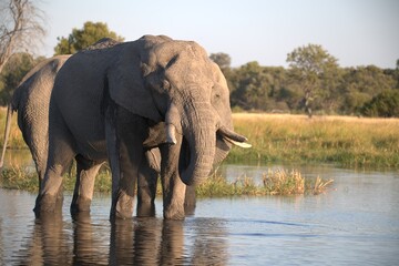 Elephant in wild savanna , Animal of africa