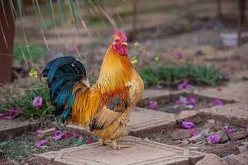 A cocky farmyard rooster with a striking plumage © samjbasch