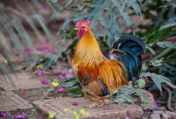 A farmyard rooster boasting impressive orange and brown feathers