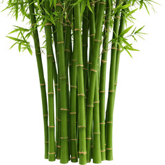 bamboo isolated on white