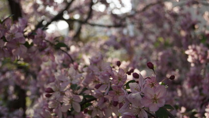Background of pink flowers, blooming pink decorative apple tree with very small fruits
