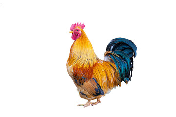 Isolated farmyard rooster with orange and brown plumage and dark indigo purple tail