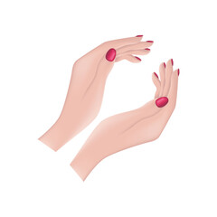 Female hands. An image of beautiful female hands. The hands of a woman with painted nails. The girl s hands. Vector illustration