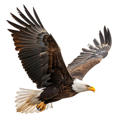 Obraz premium Majestic Bald Eagle in Flight isolated on transparent background 